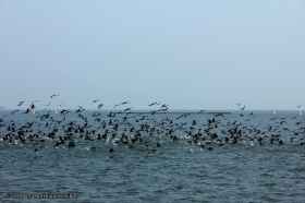 Tausend Vögel